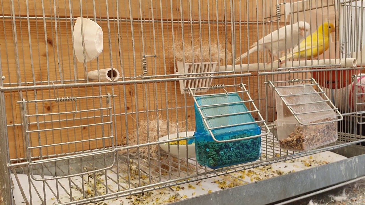 canaris suivi d'elevage