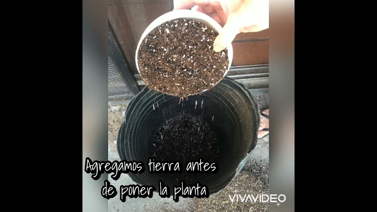 Poda de raices. Increible cosecha de cannabis.