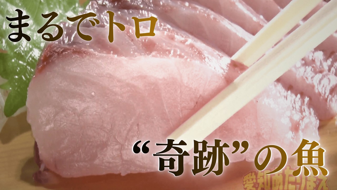 「あれ以上うまい魚はない」地元漁師絶賛！&ldquo;奇跡の魚&rdquo;とは【愛知あたりまえ】