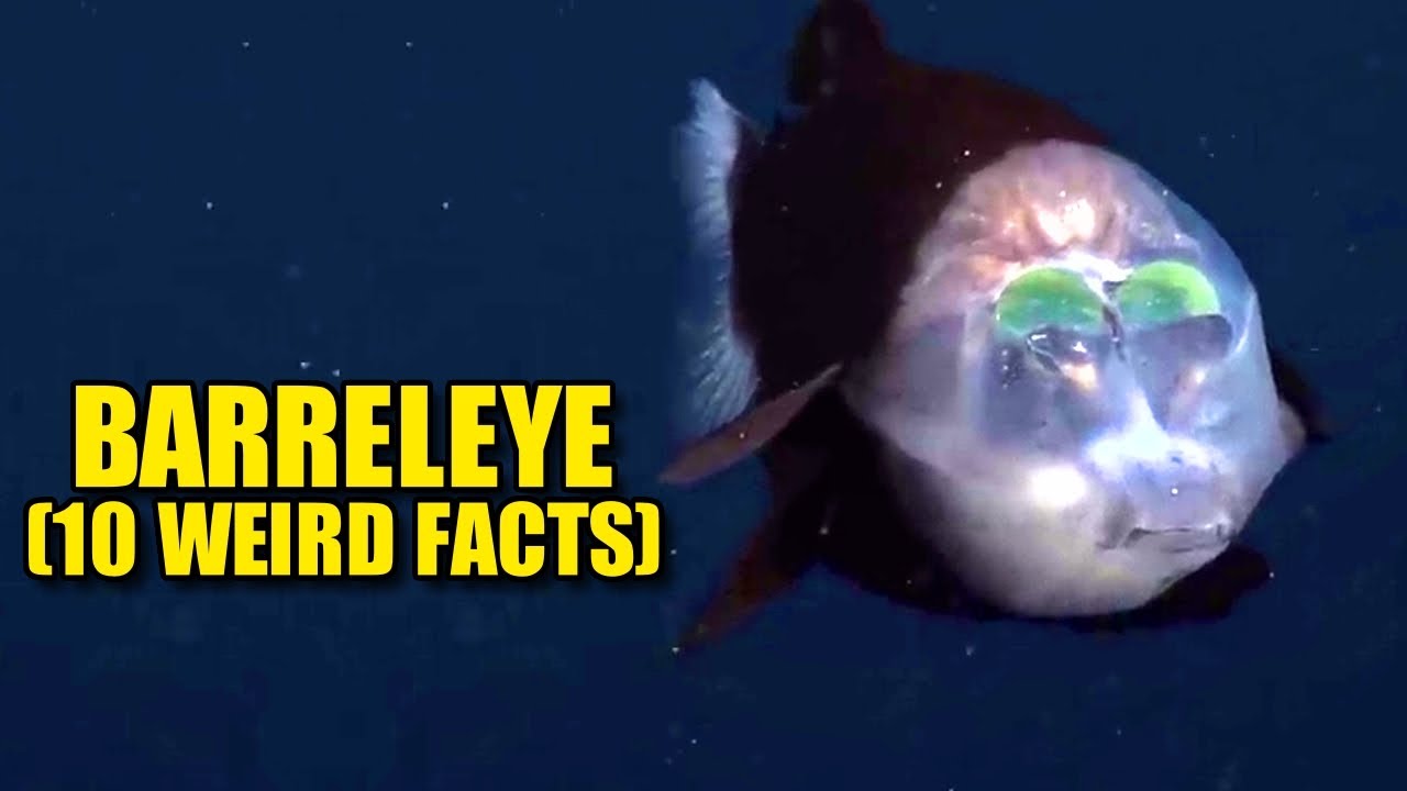 Barreleye 🛢️ (10 ФАКТОВ, КОТОРЫЕ ВЫ НИКОГДА НЕ ЗНАЛИ)
