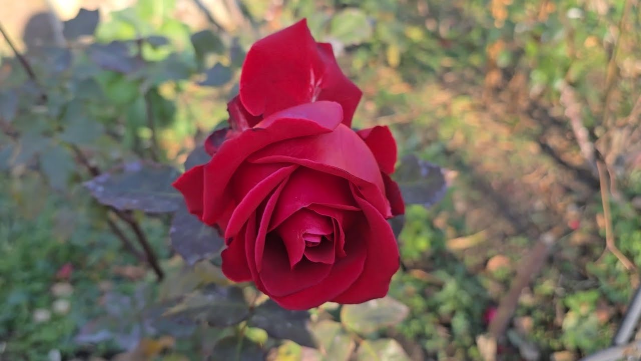 Розы перед Новым Годом ❄️❄️❄️🌹🌹🌹