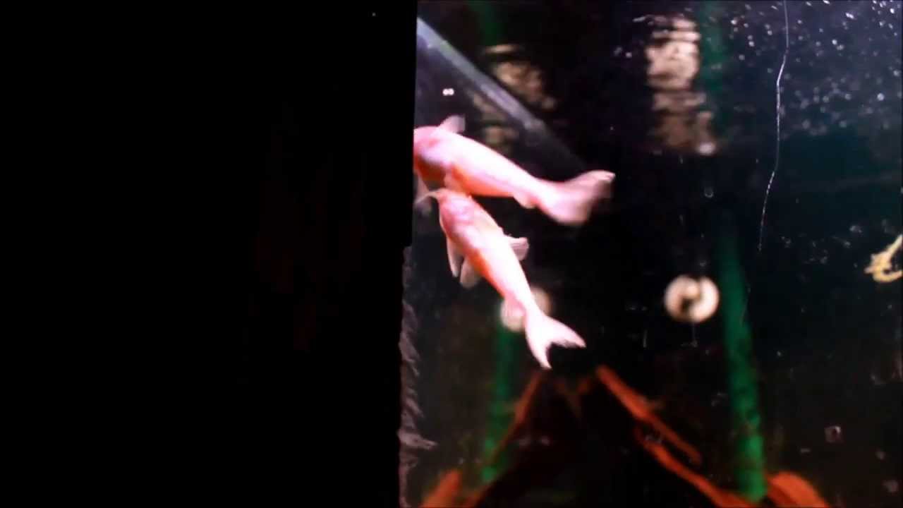 Albino Cory mating behaviour