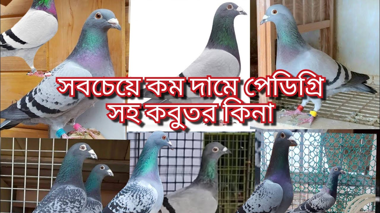 #সবচেয়ে #কম_দামে পেডিগ্রি সহ রেস করা #কবুতর #কিনুন #shoyeb #pigeon #lover #birds #foryou 