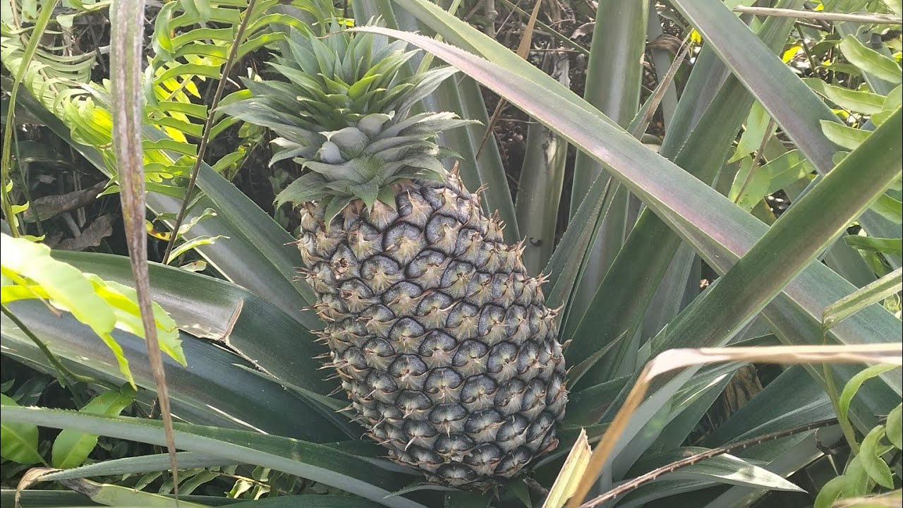 Melihat pertumbuhan nanas madu #kebunsendiri #tanahgambut #kebun_nanas_Madu #kebun_kalbar