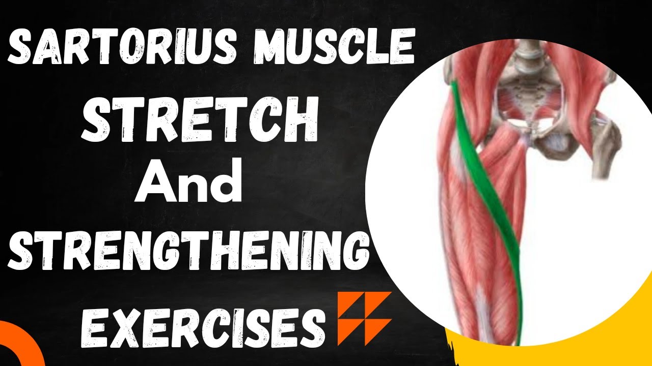 SARTORIUS MUSCLE Stretch and strengthening exercises 👍/SARTORIUS MUSCLE k Stretch aur strengthening