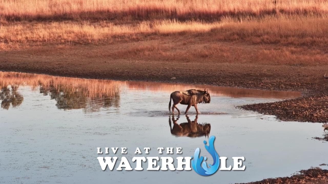 Live At The Waterhole - 28 June, 2024