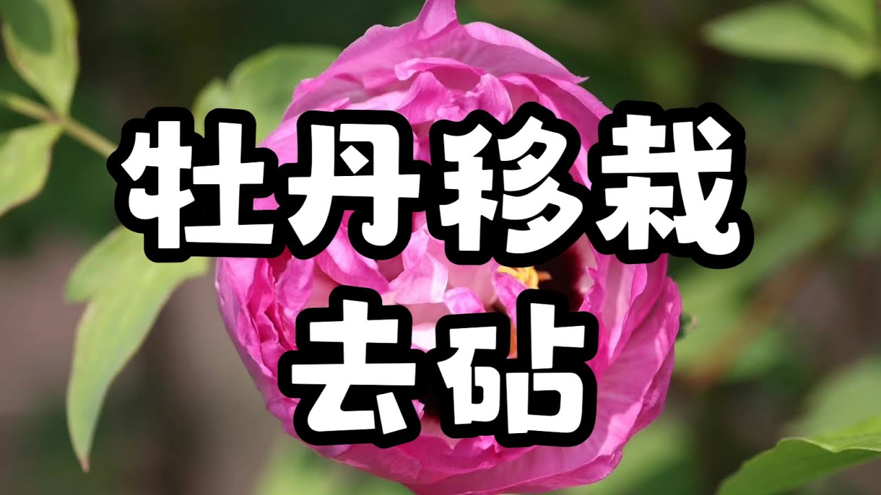 青石话牡丹芍药   移栽牡丹要去除砧木吗？两棵实例参照   Should the rootstock be cut?