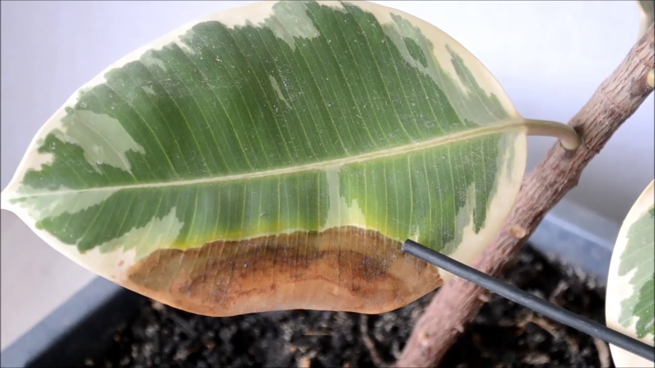 У фикуса желтеют и опадают листья.  Как активизировать рост новых листьев