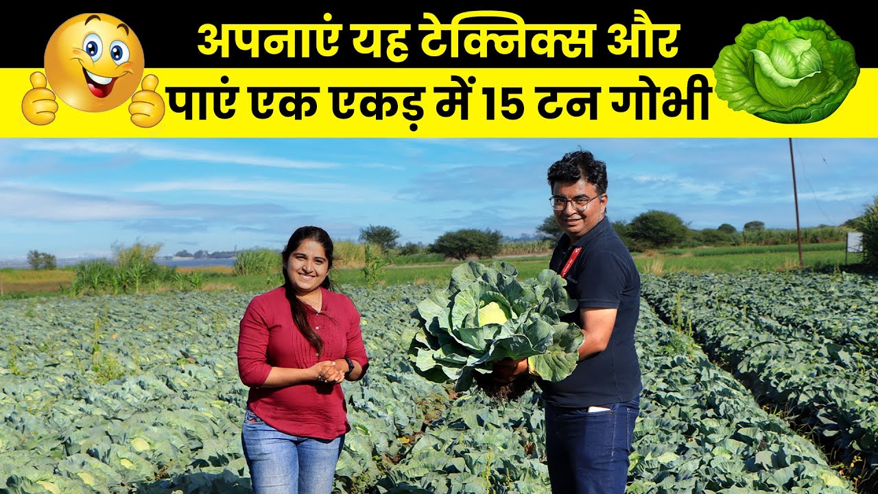 Patta gobhi ki kheti 🌱 करते समय ये techniques👨‍🌾 | Cabbage farming |  पत्ता गोभी की खेती