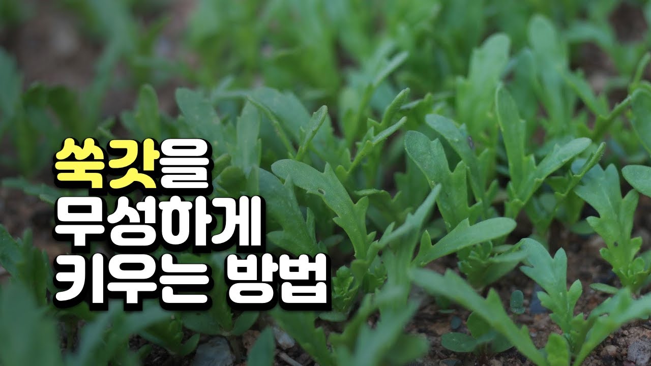 쑥갓 키우기, 순지르기, 수확 방법 #주말농장 #초보농부