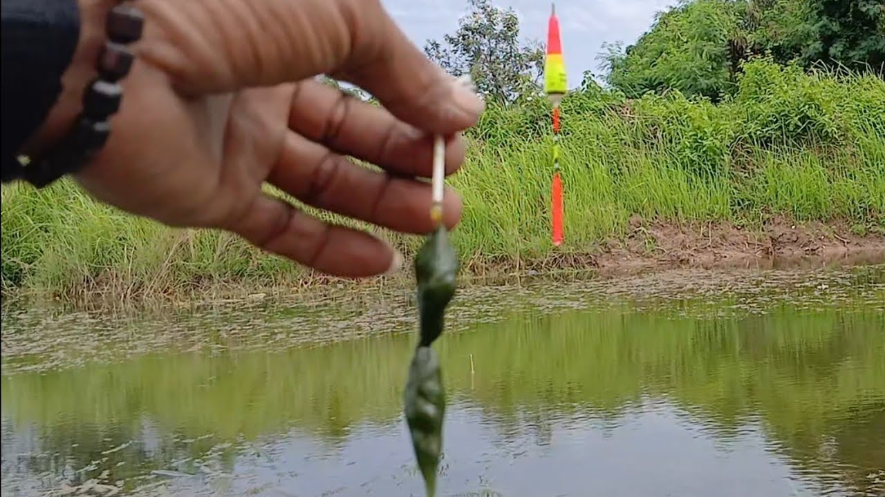 Mata pancing, Mancing ikan Mujahir Nila teknik 3 Mata Kail ,#fishing 