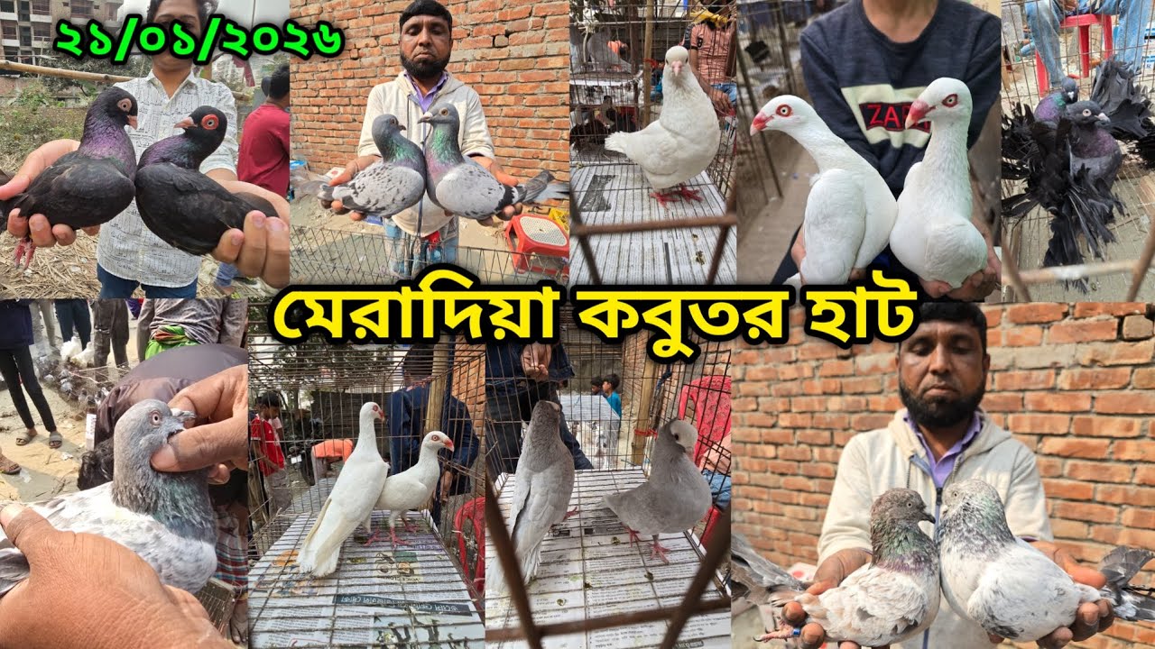 ২১/০১/২০২৬ মেরাদিয়া কবুতরের হাট | মেরাদিয়া কবুতরের বাজার ২০২৬| Meradiya kobutor hat 2026 |pigeon hat