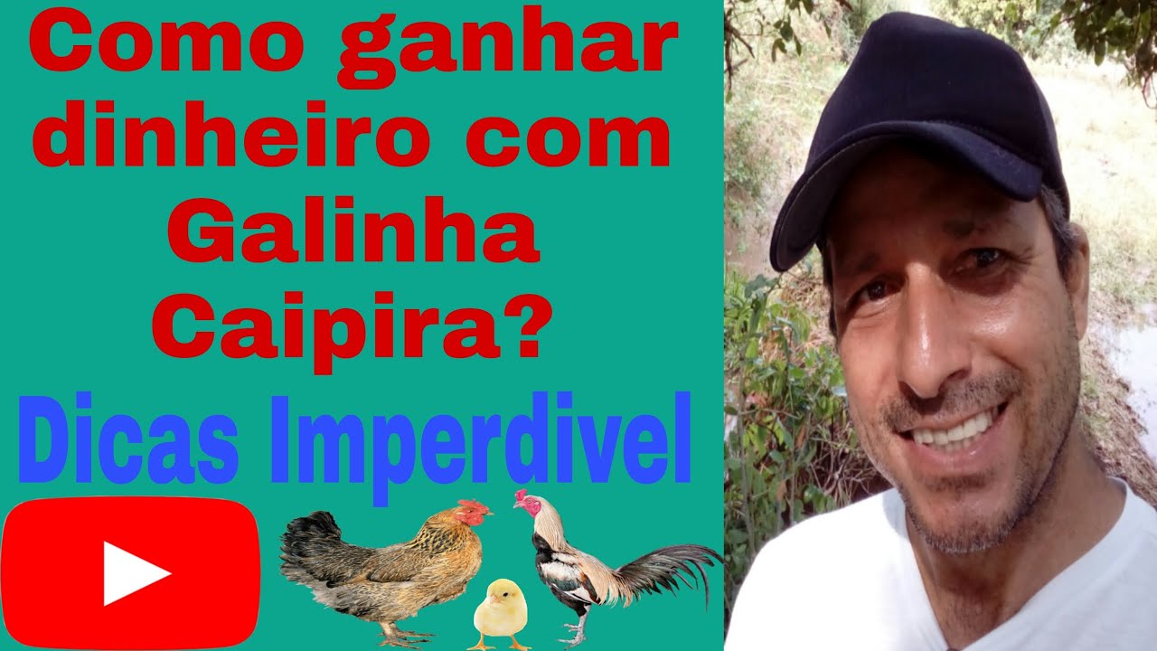 Como Ganhar Dinheiro com Galinha Caipira/Dicas Imperd&iacute;veis