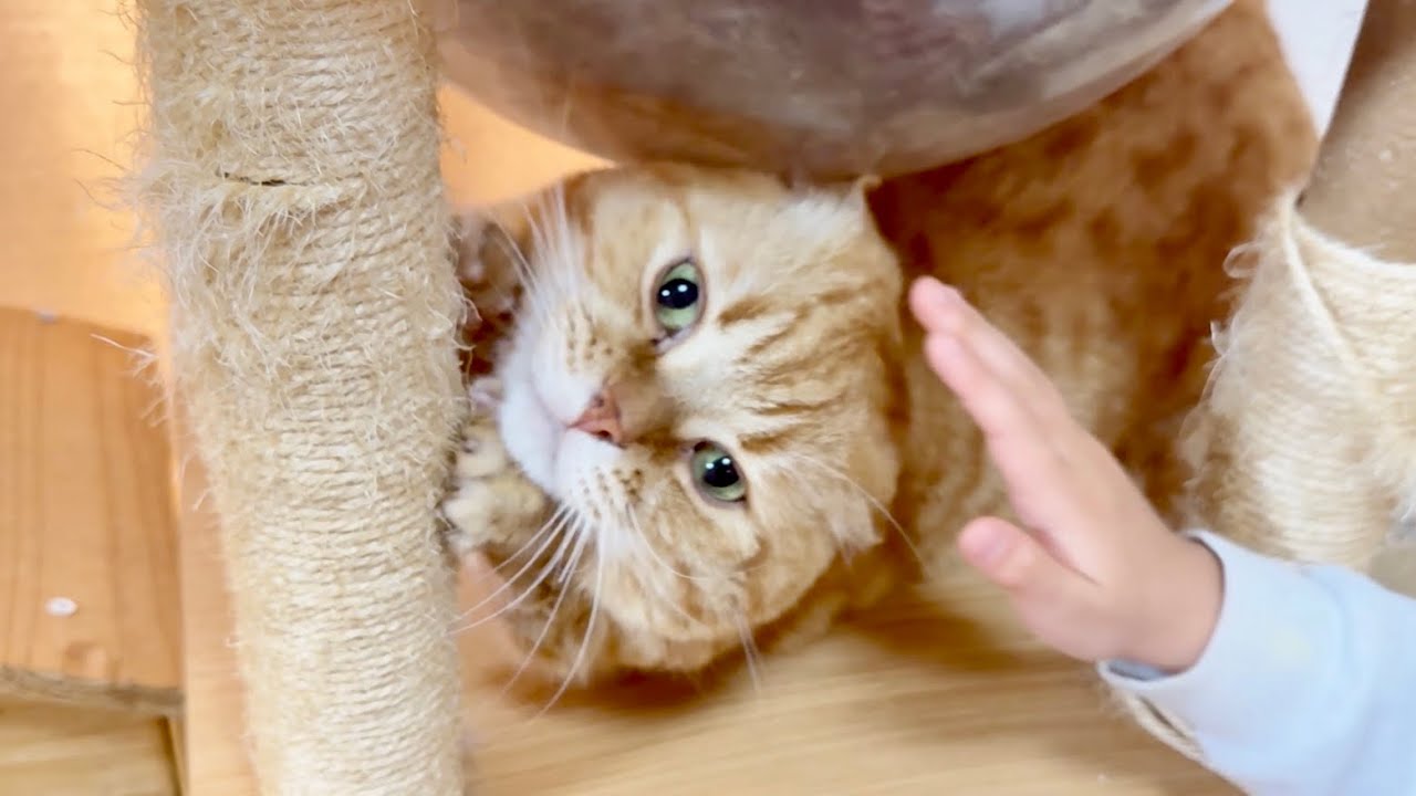 ねこねこちゃんねる。どんどん仲良くなってきてる茶々くんとみゅうちゃん。