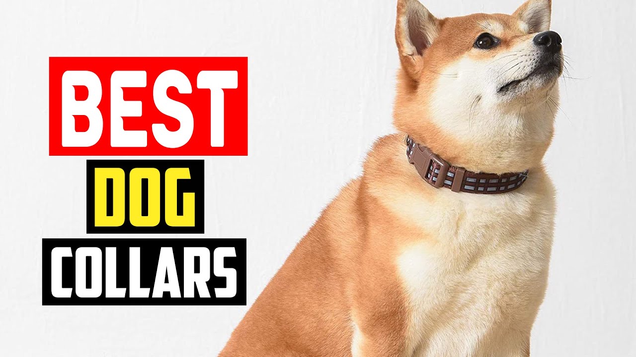 ✅Top 5 Best Dog Collars of 2025