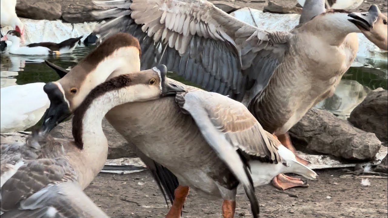 Geese fight to see who gets to be the alpha! #geese #alpha