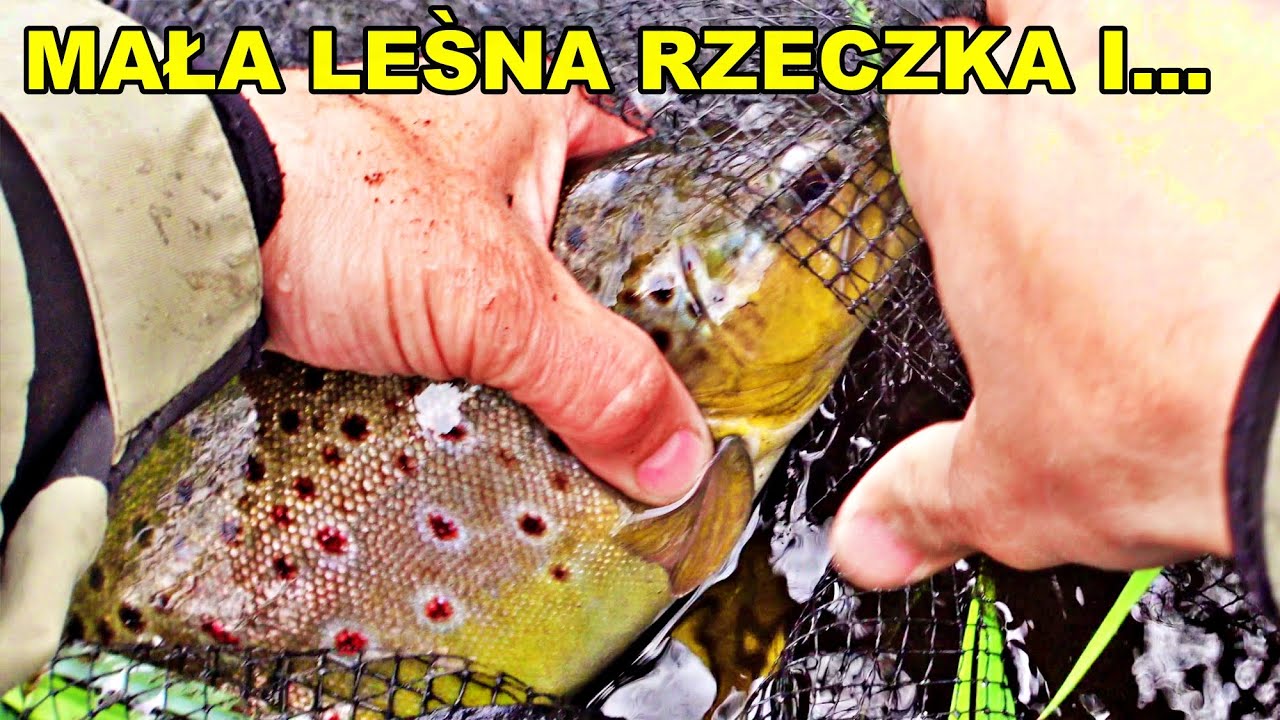 JAKĄ TAJEMNICE SKRYWA NIEWIELKA LEŚNA RZECZKA...? | pstrągi 2024