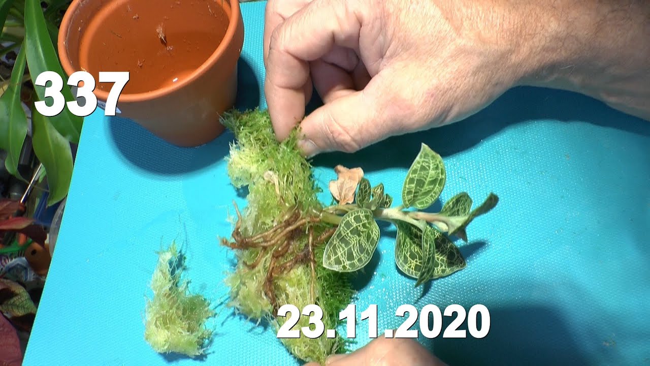 Juwelorchideen Pflege. Düngen, gießen, einpflanzen, vermehren ganz einfach mit der Orchidee