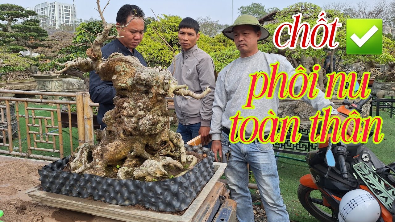 Chốt ✅ - phôi nu toàn thân - giá chưa đến 30 triệu - TL Triệu Điền 