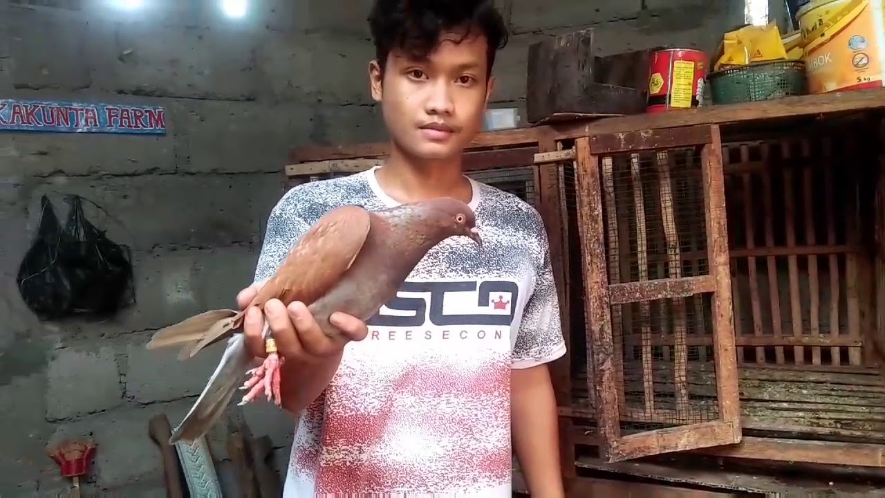 Cara mengobati merpati kembung dan muntah, ampuh!!!bisa dengan arang