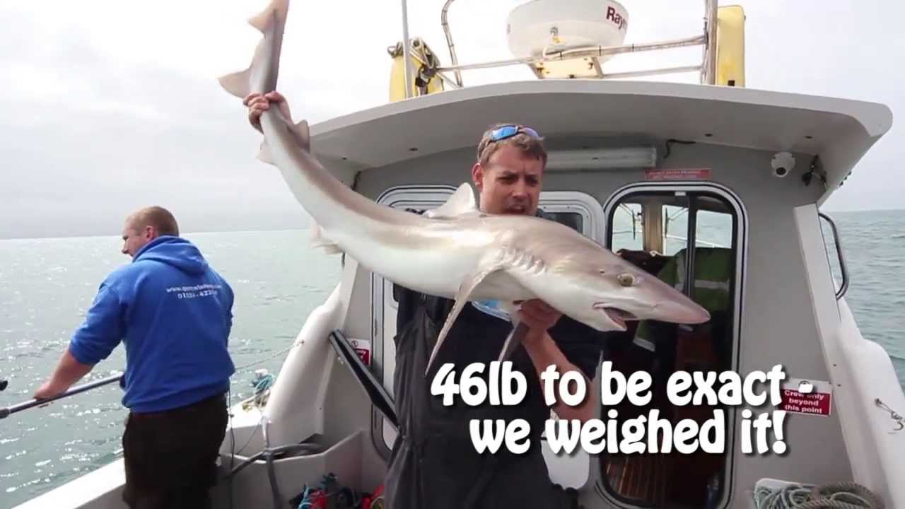 Tope Fishing - Century Excalibur Braid Boat Rod Video - 20/50lb Class