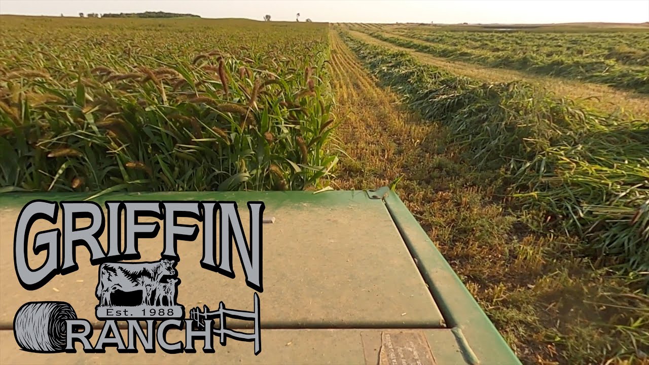 Time To Cut Down The Millet