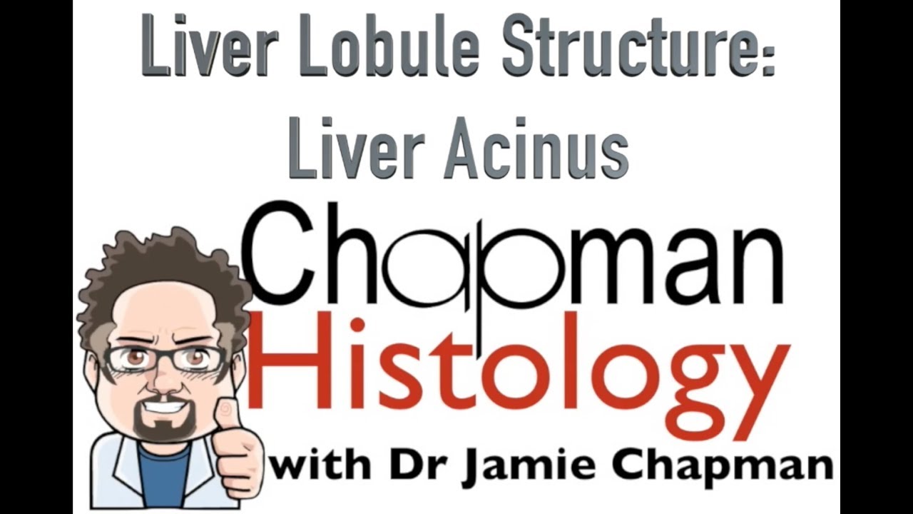 3 Min Histology - Liver Acinus