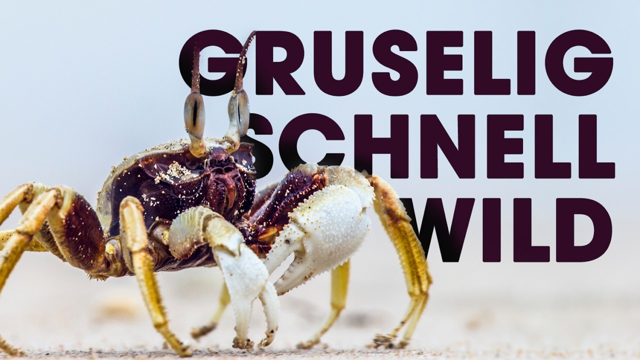 GEISTERKRABBEN halten – ein unmöglicher Traum? 👻🦀