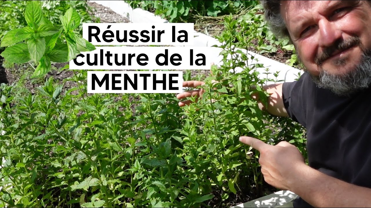 Comment réussir la culture de la MENTHE 『TUTO』