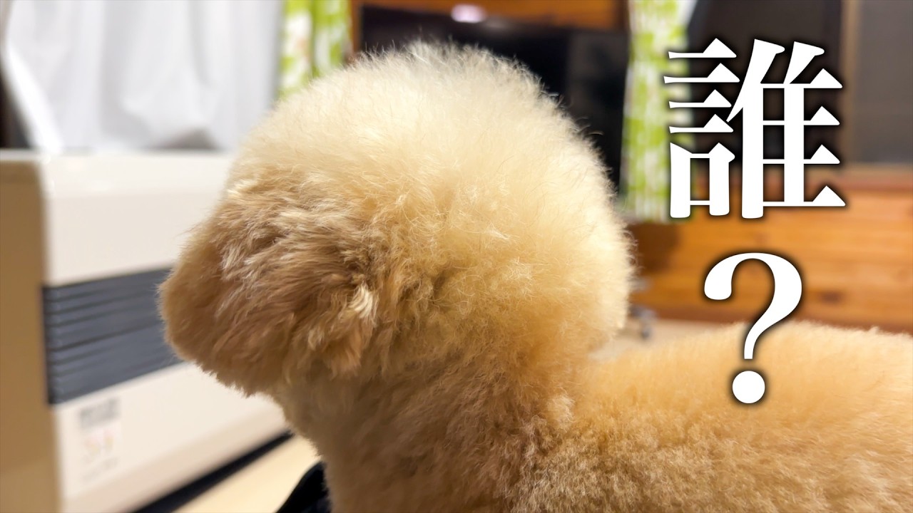 トリミング行ったら知らない犬になって帰ってきた