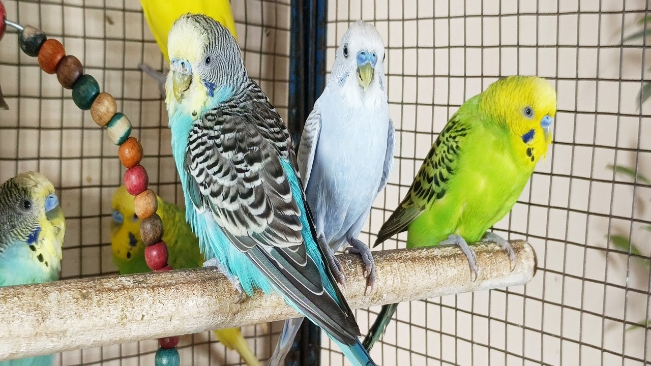 3 HOUR Happy Budgie Sounds Compilation | Singing, Talking & Chirping