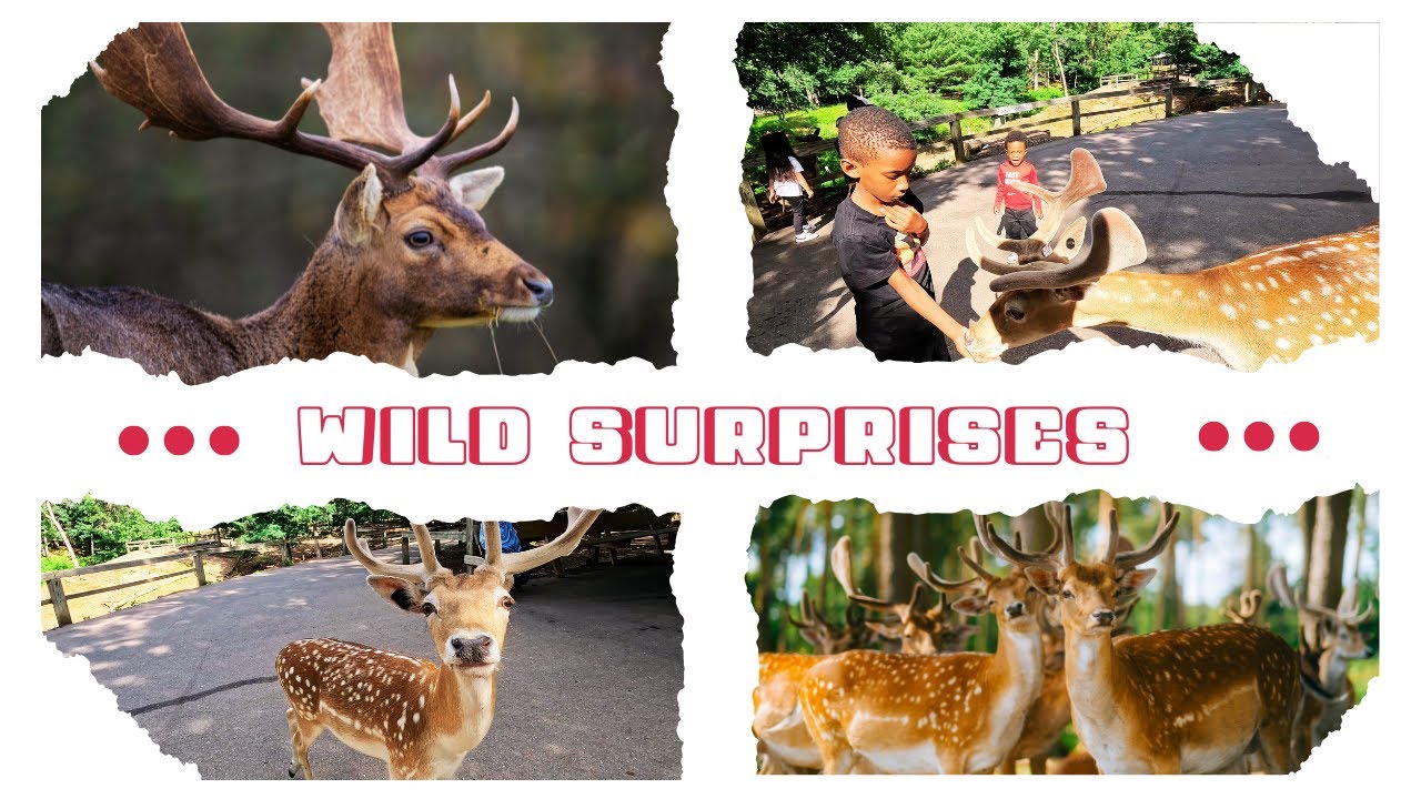 Wisconsin Deer Park: A Must-See Destination or Overrated?