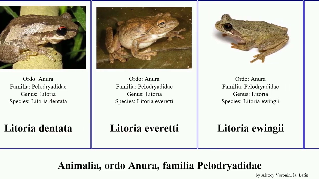 Animalia, ordo Anura, familia Pelodryadidae litoria rubella bicolor aurea dentata inermis fallax