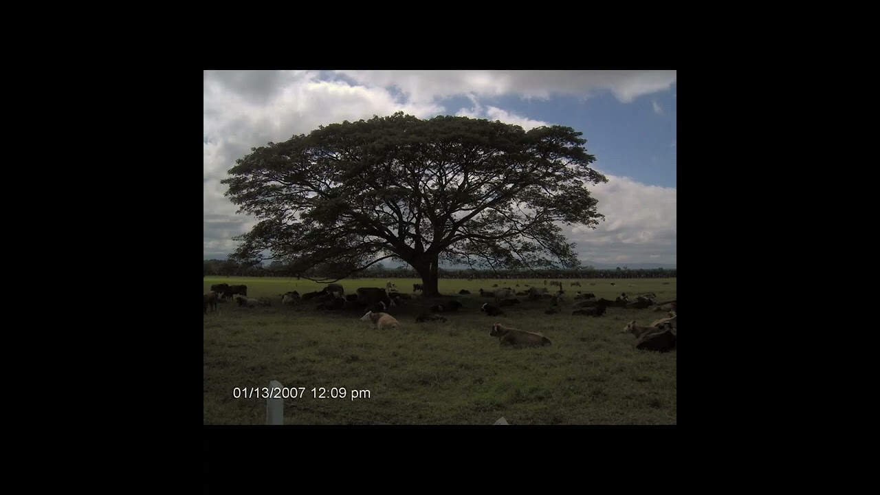 El sam&aacute;n, &aacute;rboles nativos y el Valle del Cauca
