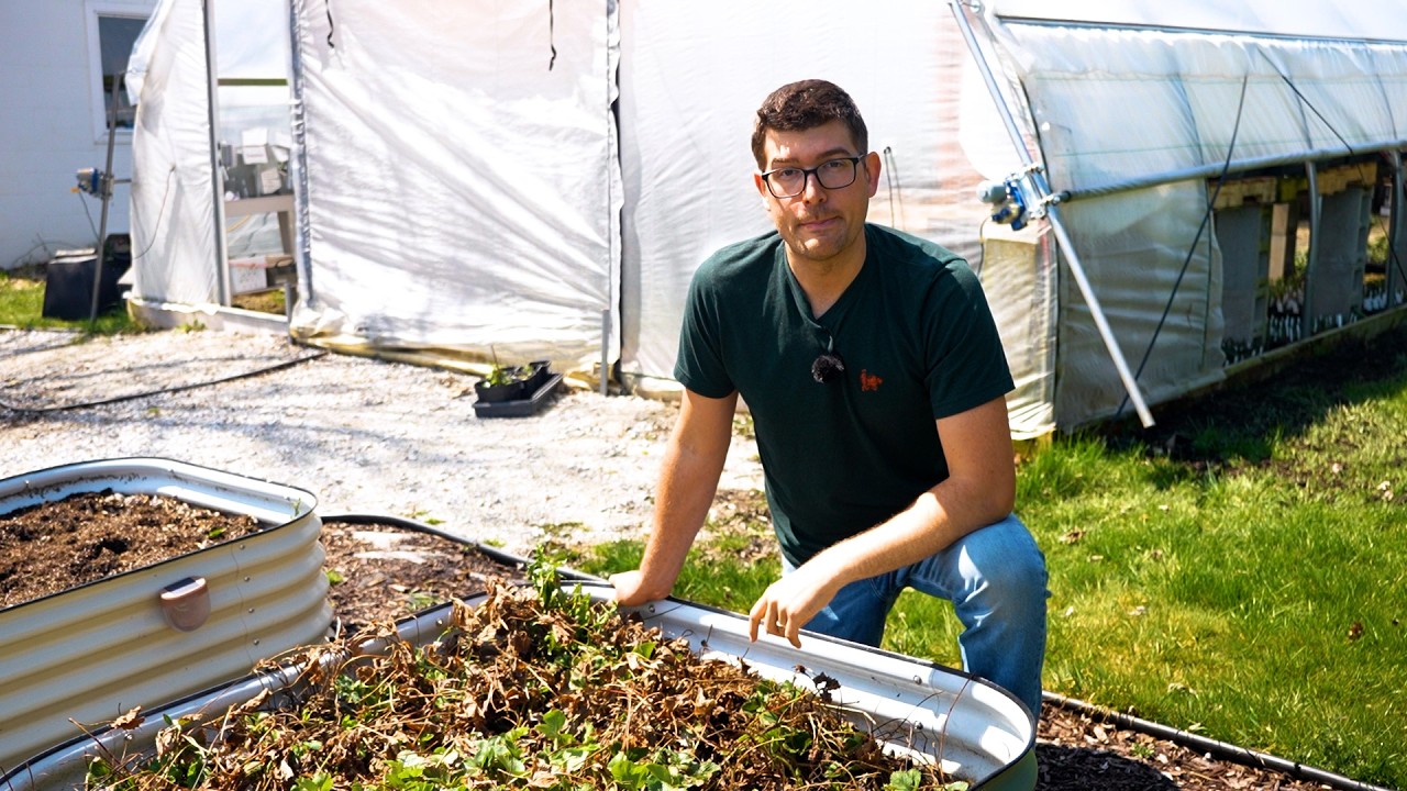Most Common Mistakes You Are Probably Making When Growing Strawberries