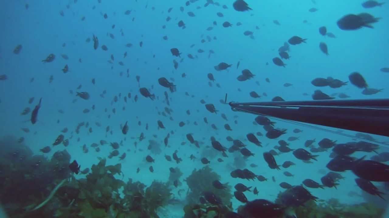 Spearfishing In New Zealand