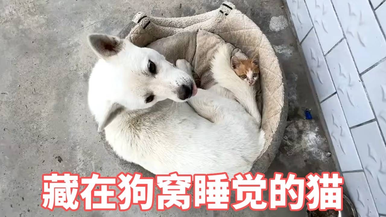 太可爱了，小猫藏在狗子肚皮下睡觉，感情太好了#动物世界 #动物搞笑视频 #宠物 #猫咪#狗狗