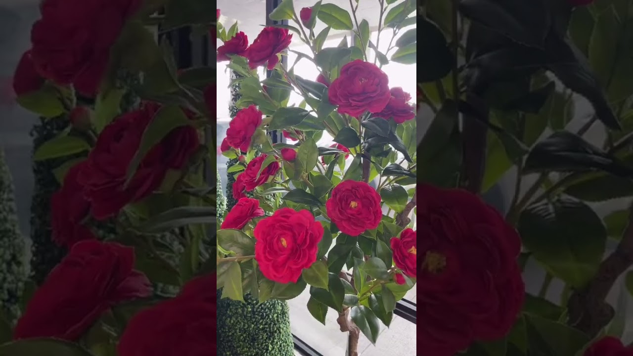 Colorful Camellia flower trees (selling + for rent)