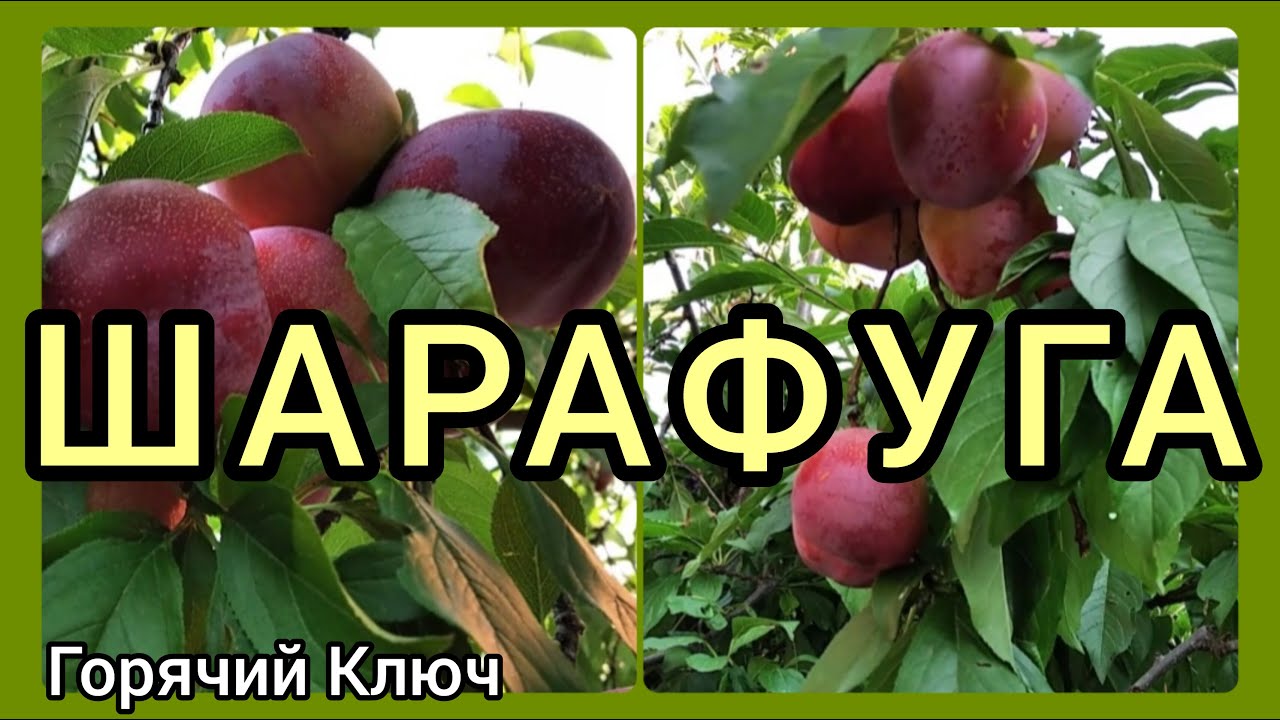 ШАРАФУГА,новый урожай 🍑 Сравнение,отзыв. Сорт1 -Вельвет Санрайз; сорт2 -Белла Голд.Краснодарский кр
