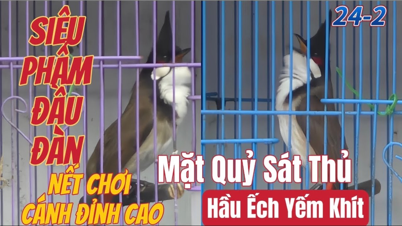 SIÊU PHẨM ĐẦU ĐÀN-Mặt Quỷ Sát Thủ/Yếm Khoá Hầu Ếch/Nết Chơi Cánh Sục Chim//Hàng Cực Tố Chất Gột Giàn