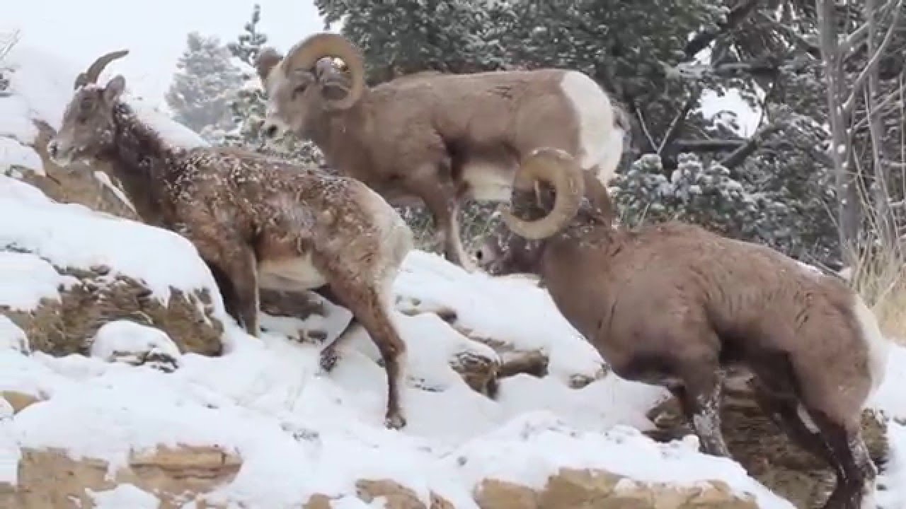 Yellowstone National Park bighorn sheep December 14th, 2015
