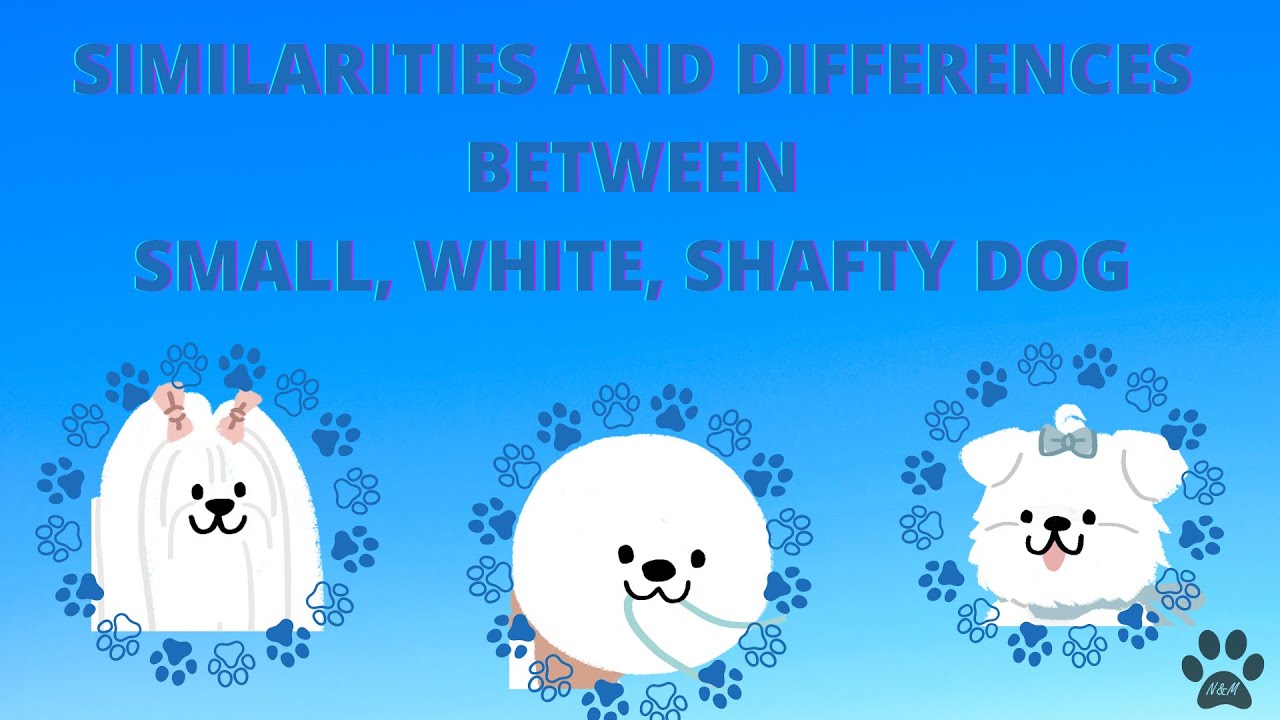 SIMILARITIES AND DIFFERENCES BETWEEN THE MALTESE, BOLOGNESE DOG, AND BICHON FRIS&Eacute;