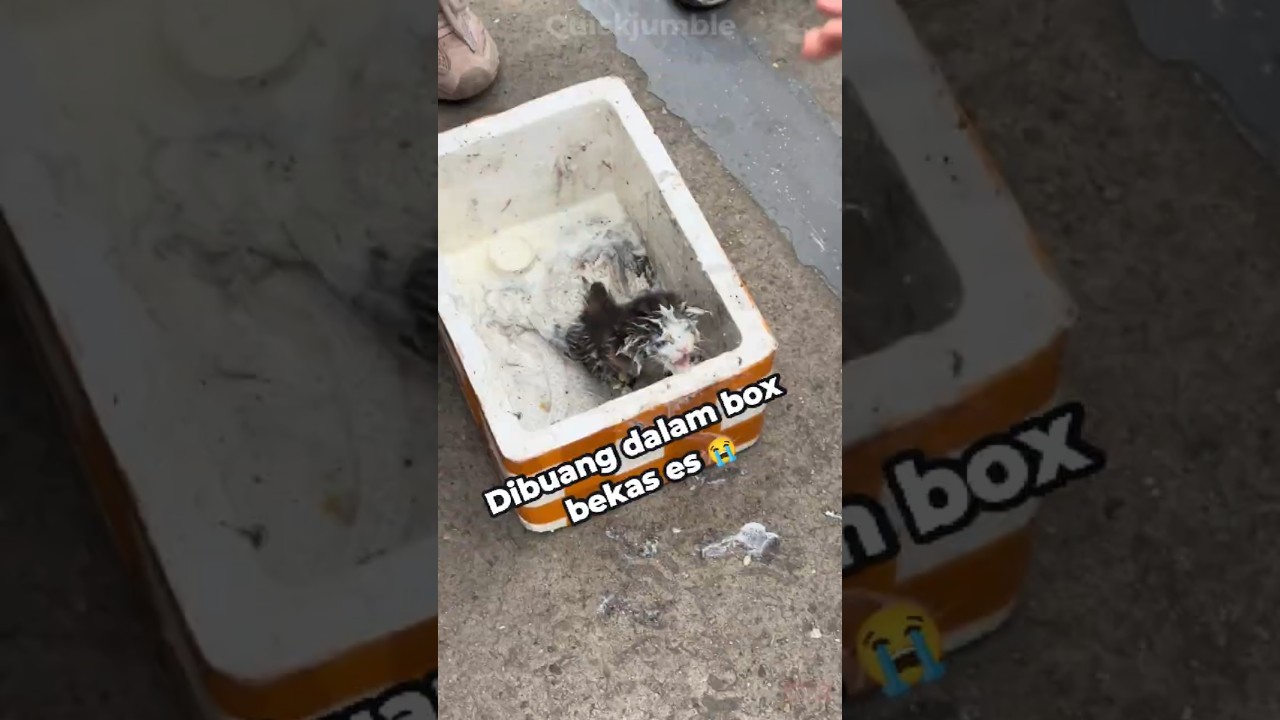 Menyelamatkan anak kucing yang hampir mati 😥
