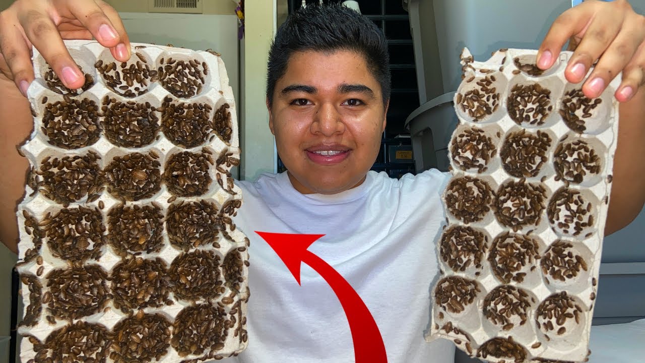 how to sort dubia roaches 30,000 + dubias