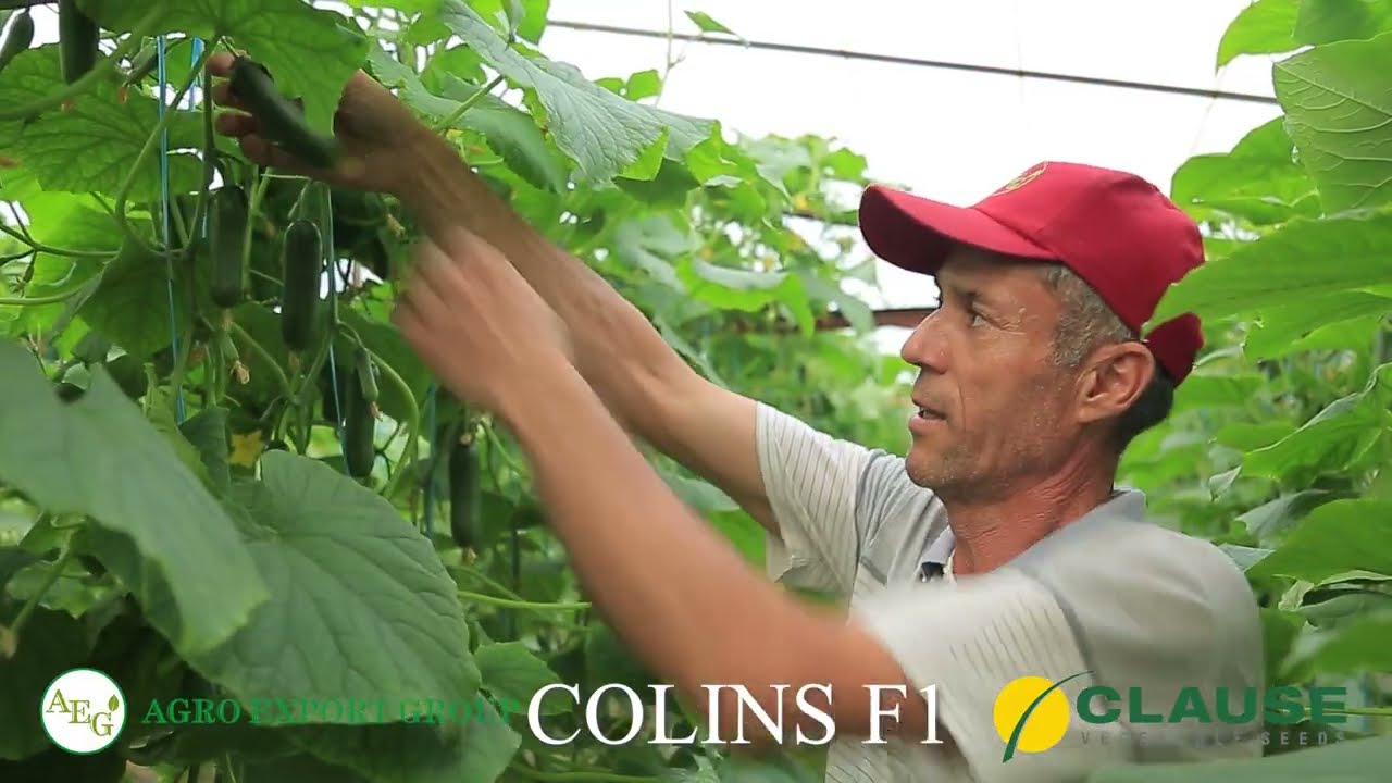 Collins F1 CLAUSE / AGRO EXPORT GROUP LLC