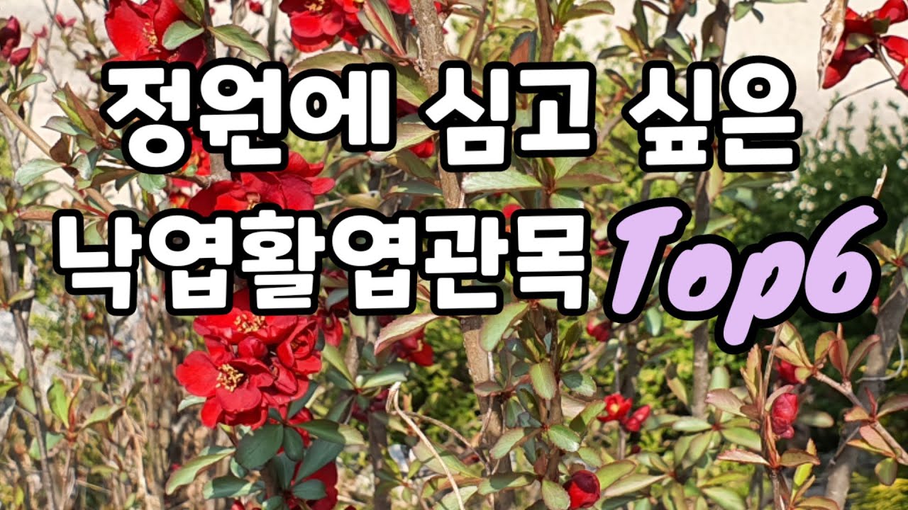 정원에 심고 싶은 추위에 강한 꽃나무,낙엽활엽관목편