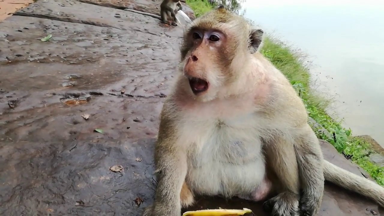 Top fat monkey & so old monkey in the world
