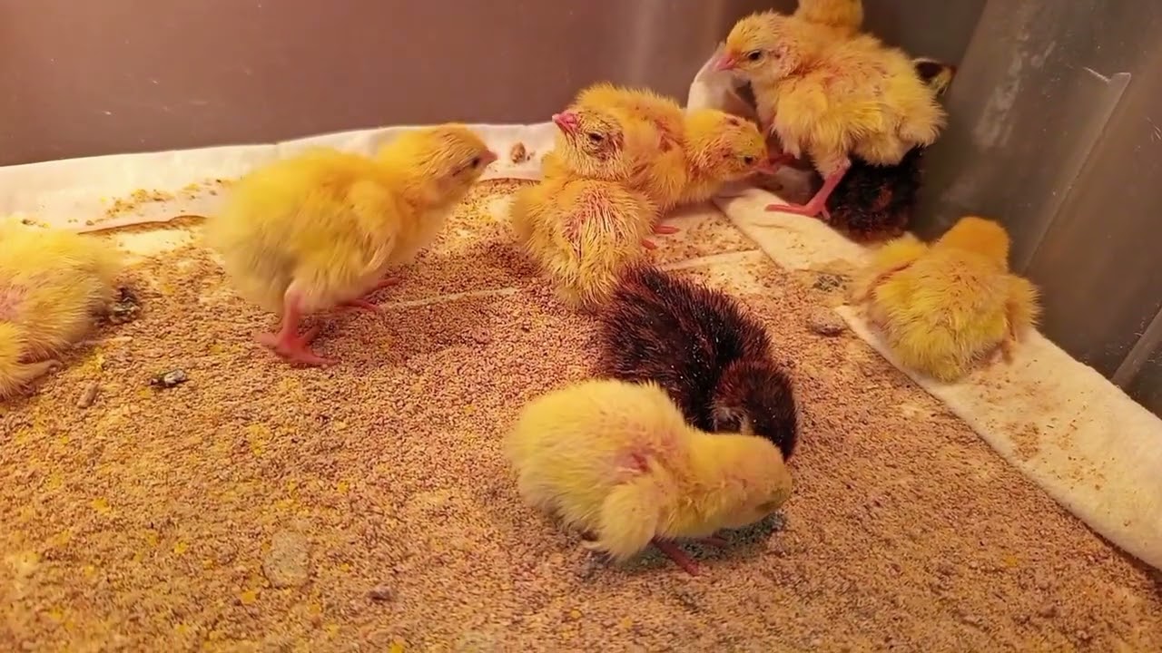 ASMRCute video from quail, little cuties🐥🐣🐤oddlysatisfaing