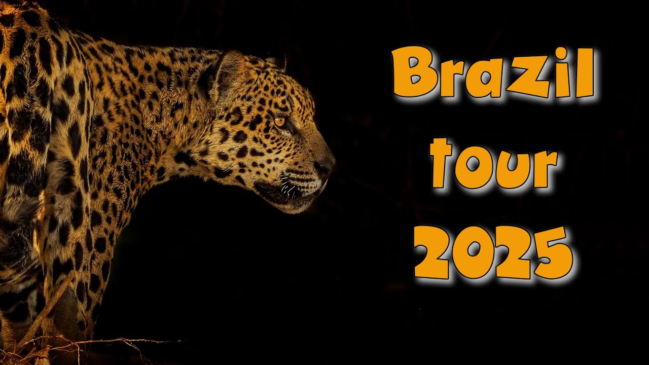 Pantanal safari photo tour with jaguar, ocelot, macaw, giant otter with pro photographer Andy Rouse