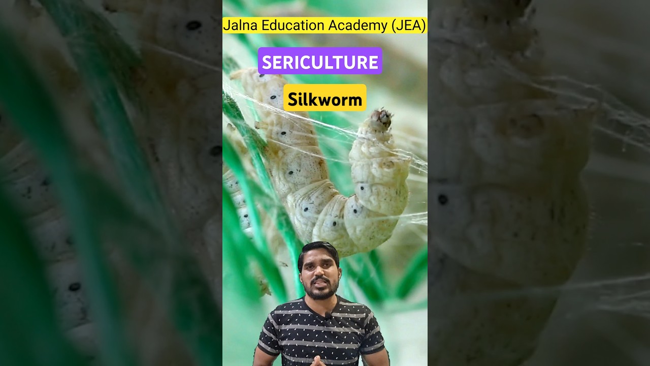 How silk cloth is made | sericulture | life cycle of silkworm | silkworm farm